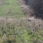 Beckets Run Woodlands3