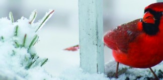 Counting the birds of winter Cardinal