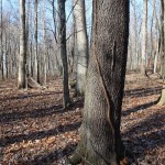 Ohio, Holmes County forestry industry infographic grape vine.