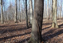 Ten steps to marketing your timber grape vine.