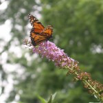 Giving pollinators the right of way