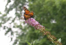 Giving pollinators the right of way