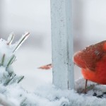cardinal on snowy branch