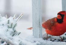 Cold weather brings out the cardinals cardinal on snowy branch