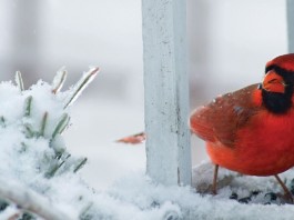 Cold weather brings out the cardinals cardinal on snowy branch