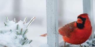 The Morning of Christmas cardinal on snowy branch