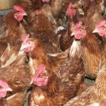 Composting large scale poultry operations Poultry