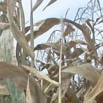 Ethanol news leads grain market bounce corn in fall