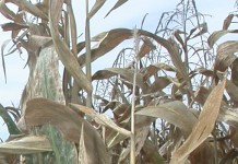Ethanol news leads grain market bounce corn in fall
