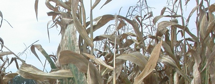 corn in fall corn in fall