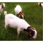 Part II: Tips for keeping New Year’s resolutions for your farm goats chicken and tomato collage