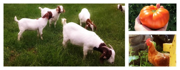 goats chicken and tomato collage goats chicken and tomato collage