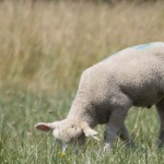 Dink the ram finds a new home lamb