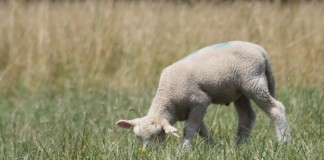 Rooted deep in family traditions lamb