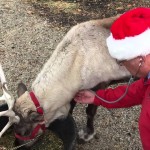 Reindeer get checkups from the vet, too American Veterinary Medical Association reindeer checkup