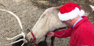 American Veterinary Medical Association reindeer checkup