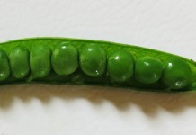 Get an early start on the spring garden miragreen pea