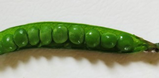 Get an early start on the spring garden miragreen pea