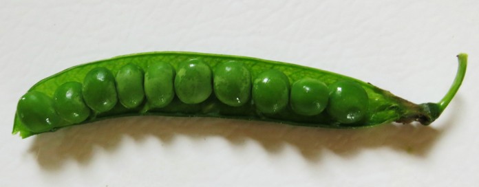 miragreen pea miragreen pea