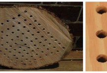 How to build a bee box for native pollinators native bee box and bees
