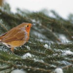 orange breasted bird on pine branch in snow