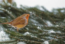 Birds do surprisingly well in winter storms orange breasted bird on pine branch in snow