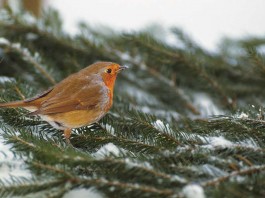 Get to know your feeder birds this winter orange breasted bird on pine branch in snow