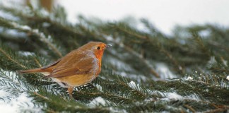 Get to know your feeder birds this winter orange breasted bird on pine branch in snow