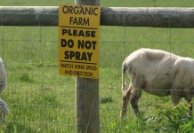 Celebrating 25 years of organic standards Organic sheep farm