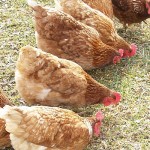pastured poultry chickens
