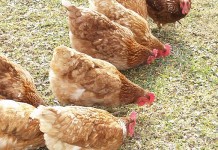 Minnesota lifts poultry quarantine pastured poultry chickens