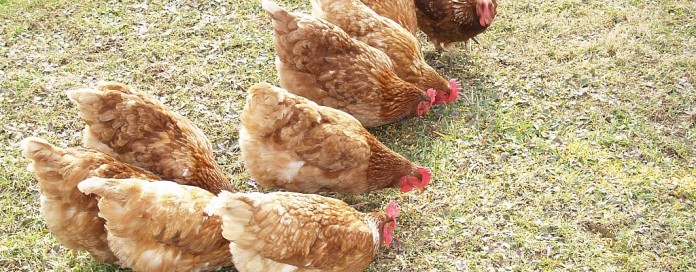pastured poultry chickens