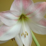 5 tips for amaryllis care pink and white amaryllis
