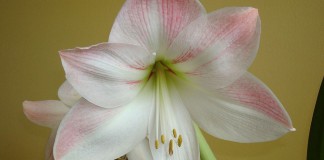 5 tips for amaryllis care pink and white amaryllis