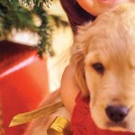 How to accommodate your new holiday puppy puppy and Christmas tree