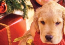 How to accommodate your new holiday puppy puppy and Christmas tree