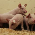 Pigs resistant to PRRS developed at University of Missouri Pigs resistant to virus