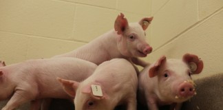 Pigs resistant to PRRS developed at University of Missouri Pigs resistant to virus