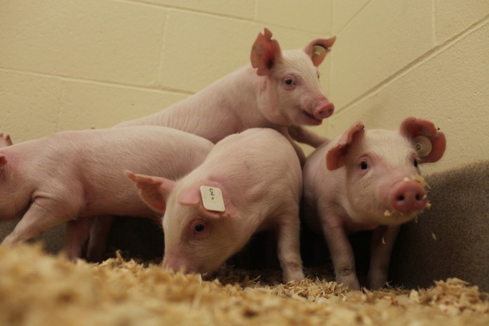resistant pigs.Prather-PRRS3 Pigs resistant to virus