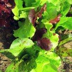 spring mix leafy greens