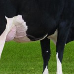 Bur-Wall Buckeye Gigi