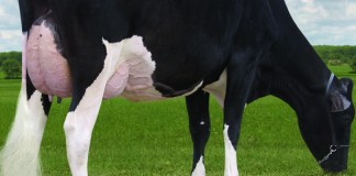 Holstein sets new milk record: 74,650 pounds Bur-Wall Buckeye Gigi Holstein cow