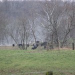 Cows in pasture