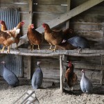 Backyard poultry series coming to Coshocton County Kline poultry
