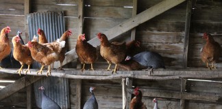 Backyard poultry series coming to Coshocton County Kline poultry