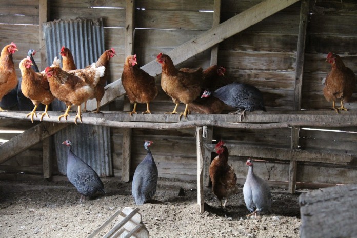 Kline.Poultry Kline poultry