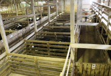 How to understand the livestock markets Livestock market
