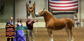Percheron breeder inducted into hall of fame Mark Ryburn with Houston's Belle