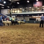 Sheep show at the 2016 Pa. Farm Show