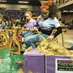 Twisted Sisters Sheep to Shawl competition